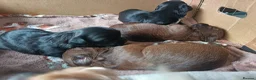 Mixed Breed dogs for sale: Unique little puppies  - Advert 15