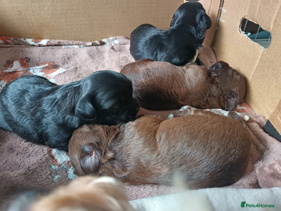 Mixed Breed dogs for sale: Unique little puppies  - Advert 15