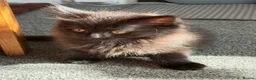 Mixed Breed cats for sale: Kittens for good homes - Advert 24