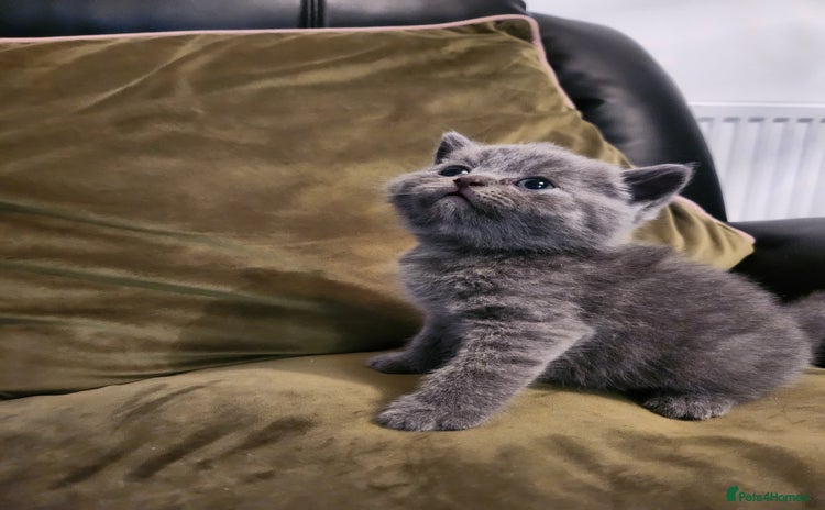 British Shorthair cats - Advert 3