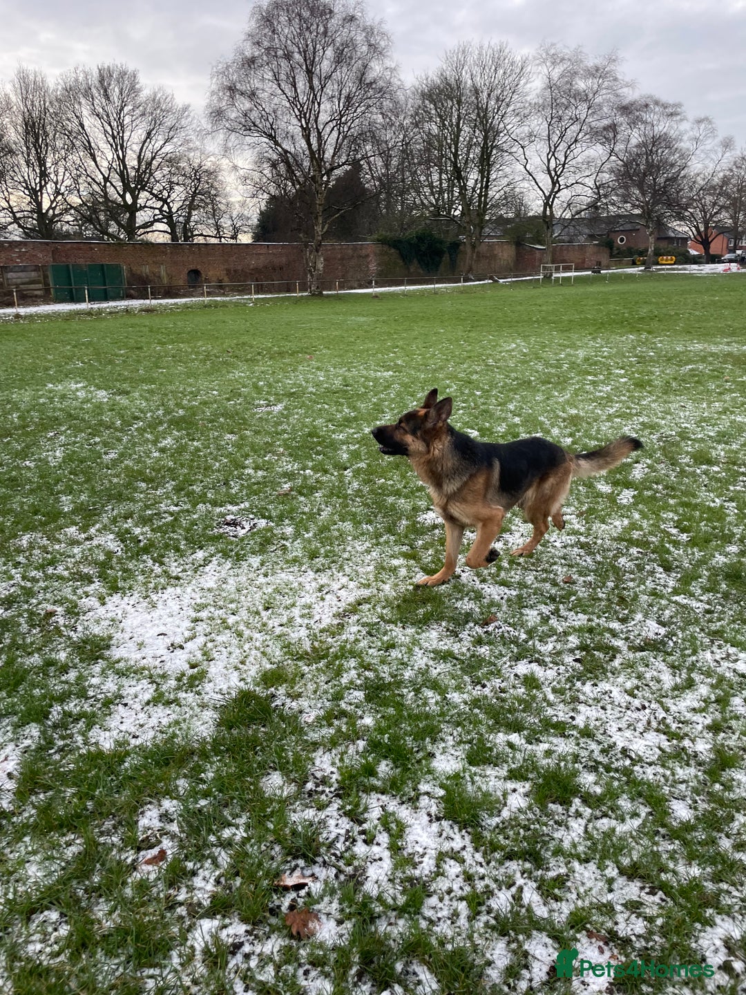 German Shepherd dogs for stud: German Shepherd  - Advert 4