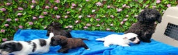 Jackapoo dogs for sale: BEAUTIFUL 1 ST GEN JACKAPOO HEALTH TESTED PARENTS  - Advert 4