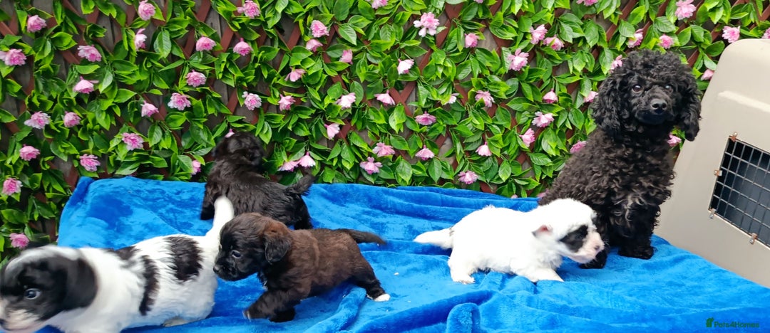 Jackapoo dogs for sale: BEAUTIFUL 1 ST GEN JACKAPOO HEALTH TESTED PARENTS  - Advert 4