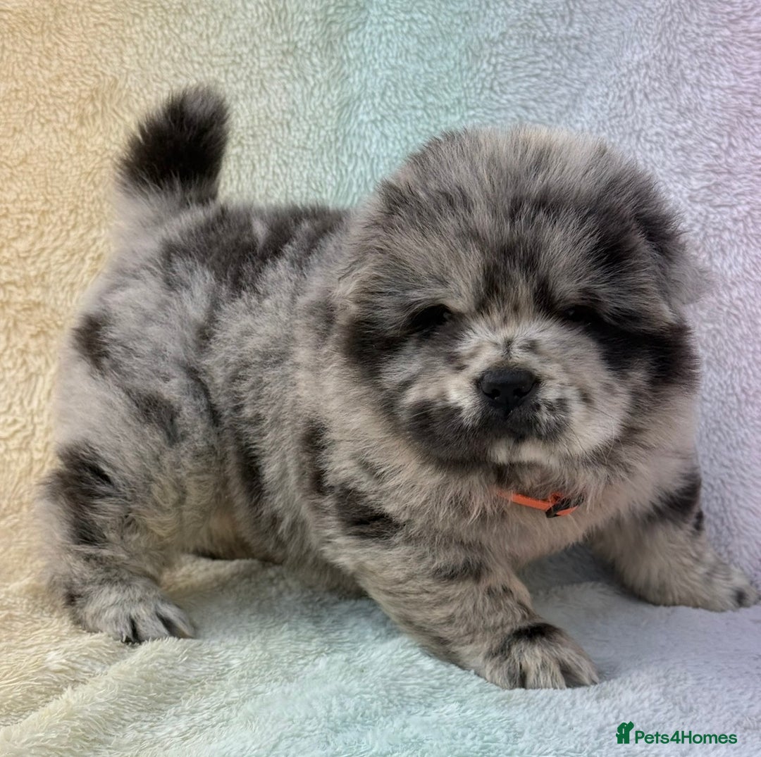 Chow Chow dogs for sale: American Blood Line Chow Chow Puppies  - Advert 13