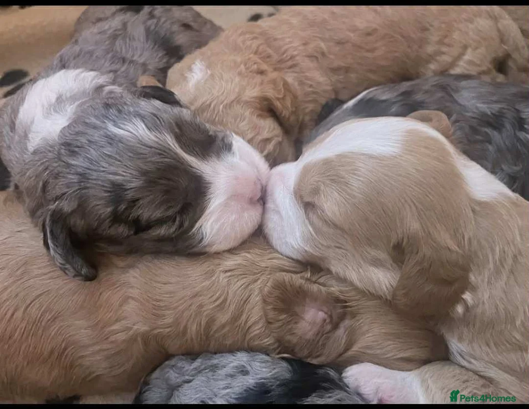 Cockapoo dogs for stud: unique and beautiful f3 american cockapoo stud - Advert 21