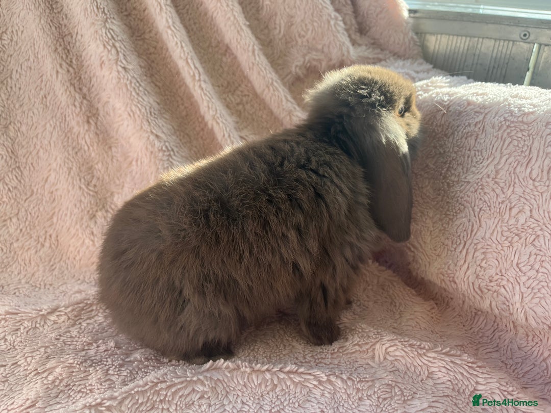 Mini Lop rabbits for sale: Mini lop rabbit - Advert 6
