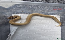 Snake reptiles for sale: Western Hognose Snakes Cb25 - Image 15