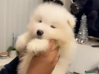 Samoyed dogs NOW VACCINATED AND CHIPPED Last pup remains ❤️ - Advert 3