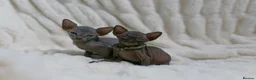 Sphynx cats for sale: Lovely Sphynx Kittens available - Advert 20