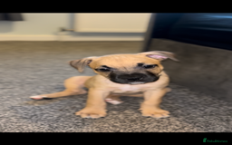 American Bull Staffy dogs for sale: American Bull Staffs - Image 4
