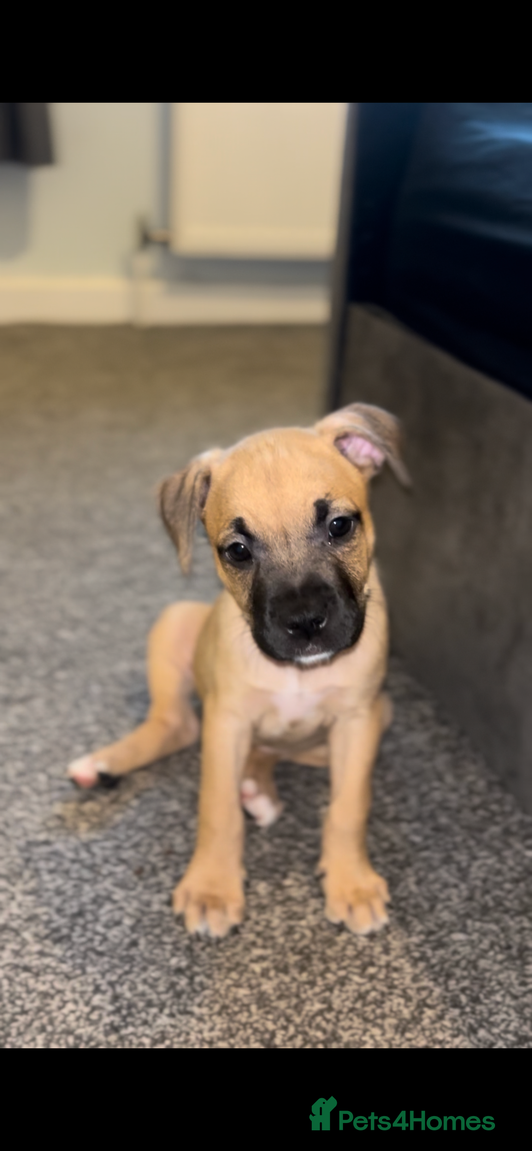 American Bull Staffy dogs for sale: American Bull Staffs - Image 4
