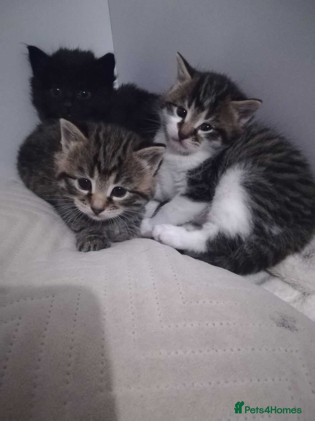 Norwegian Forest Cat cats for sale: Our gorgeous kittens for sale - Advert 3