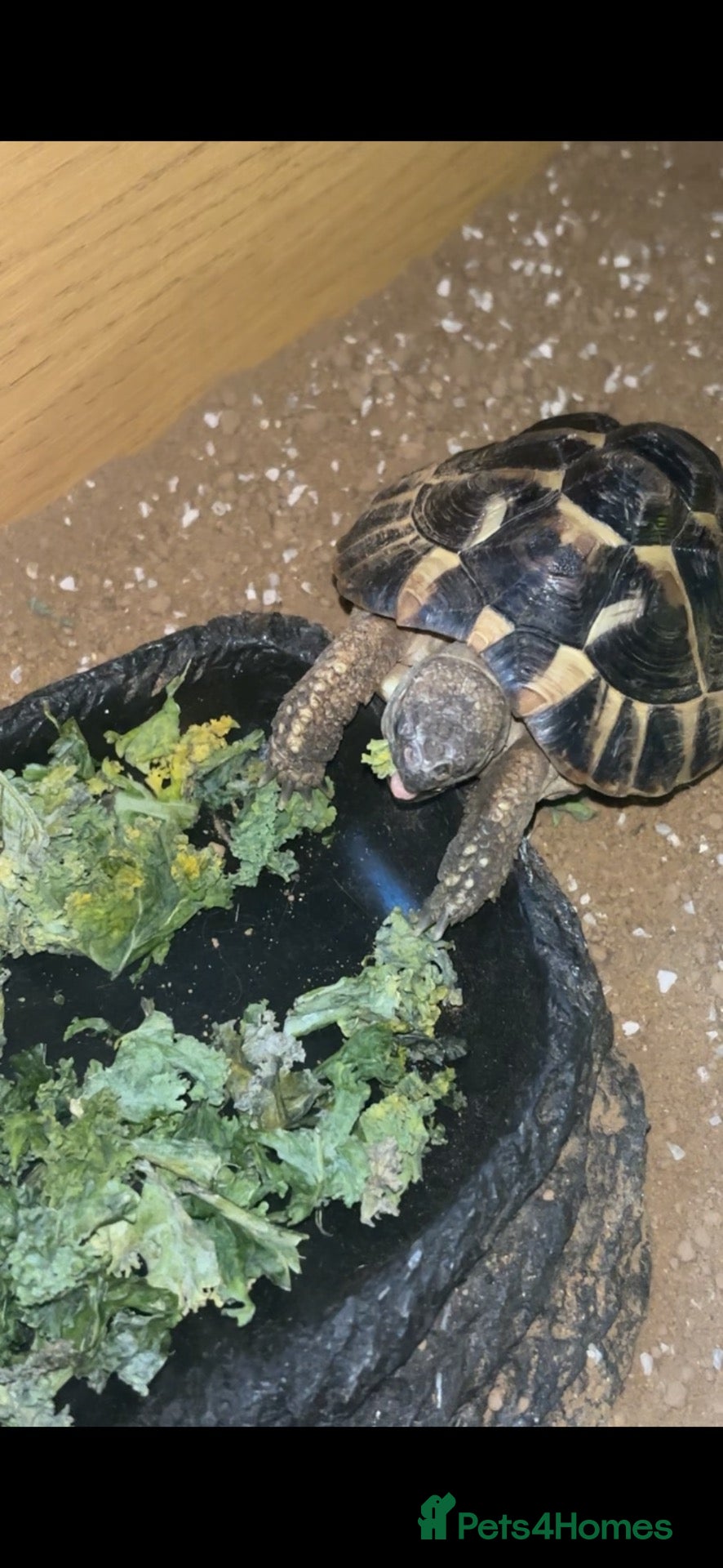 Tortoise reptiles Terry - Advert 1