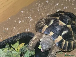 Tortoise reptiles Terry - Advert 1
