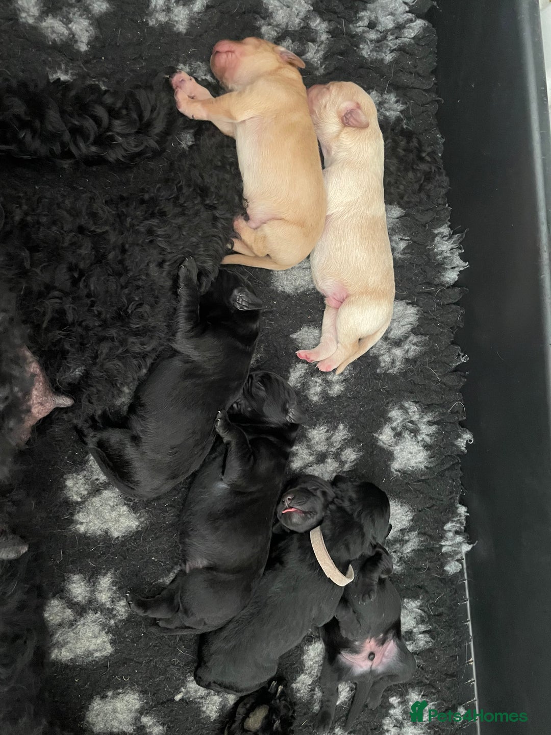 Mixed Breed dogs for sale: 🌟 Exceptional Goldendoodle x Labrador Puppies 🌟 - Image 6