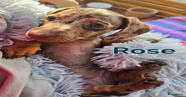 Miniature Dachshund dogs - Advert 15