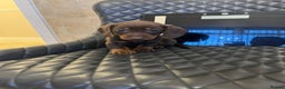 Dachshund dogs for sale: Dachshund puppies  - Advert 13