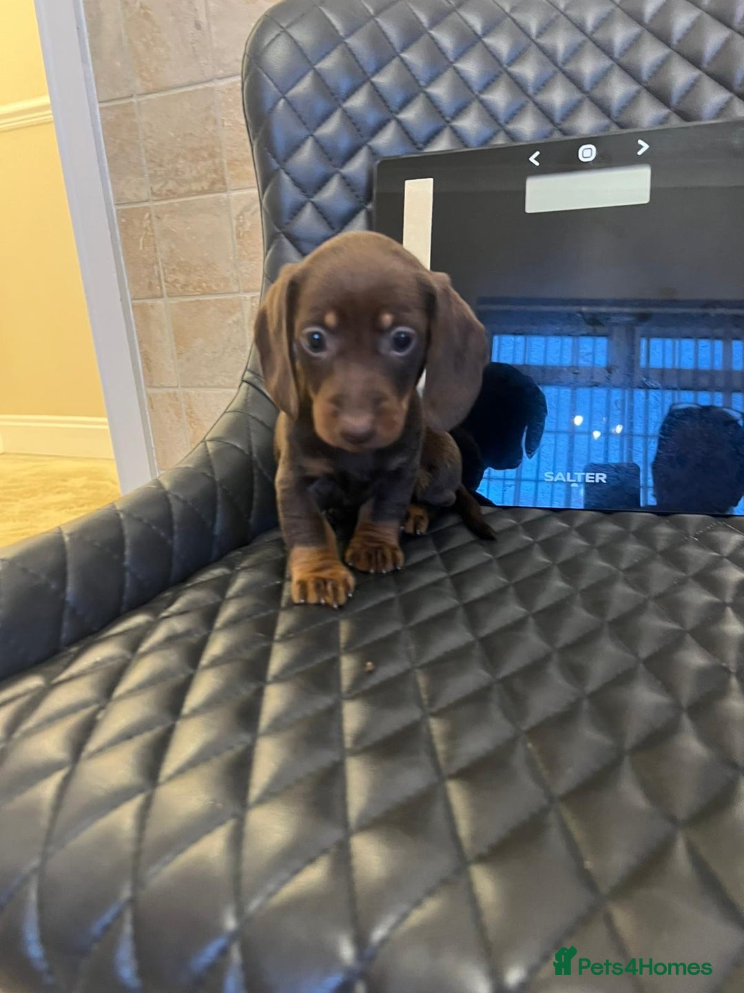 Dachshund dogs for sale: Dachshund puppies  - Advert 13