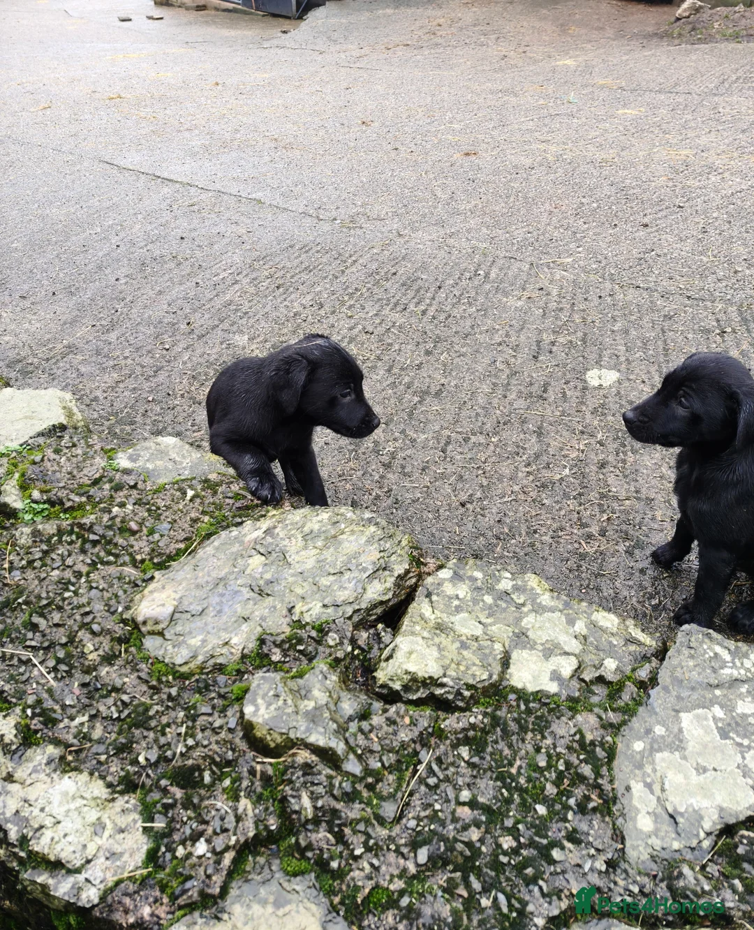 Mixed Breed dogs for sale: Flat Jack pups in Oswestry - Advert 5
