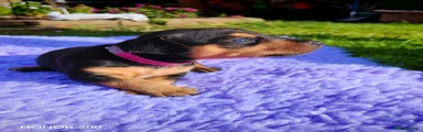 Mixed Breed Puppy 5