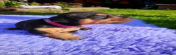 Mixed Breed dogs for sale: Jackpins - Advert 3