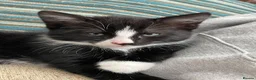 Mixed Breed cats for sale: 4 Beautiful fluffy kittens - Advert 4