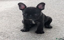 French Bulldog dogs for sale: French bulldog puppies for sale - Image 7