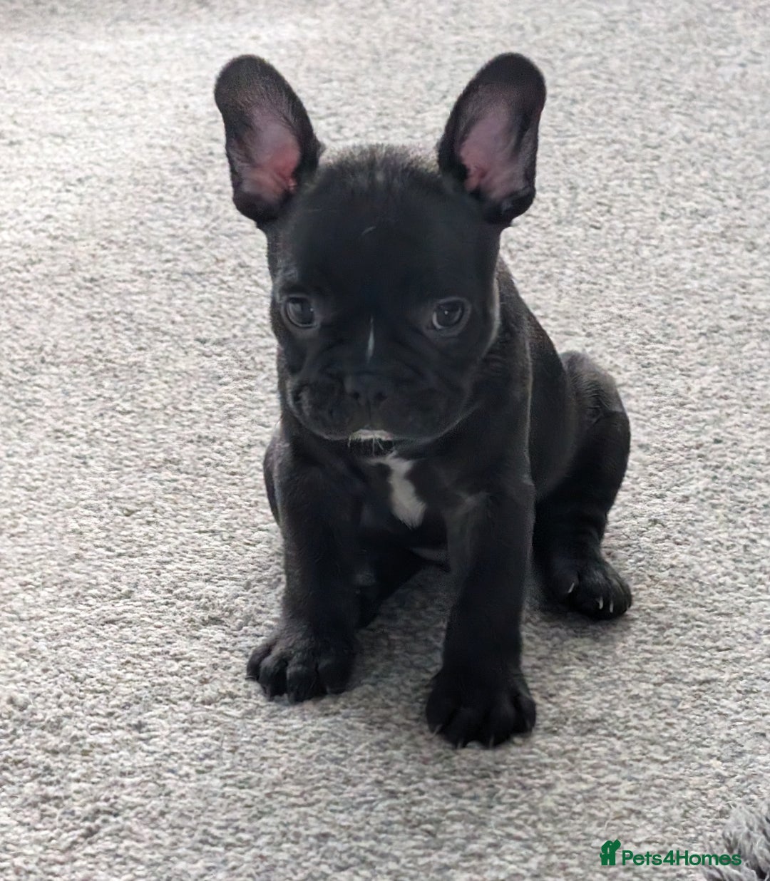 French Bulldog dogs for sale: French bulldog puppies for sale - Image 7