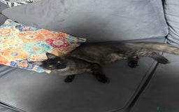 Maine Coon cats for sale: Stunning tica Registered Maine Coon Male  - Image 1