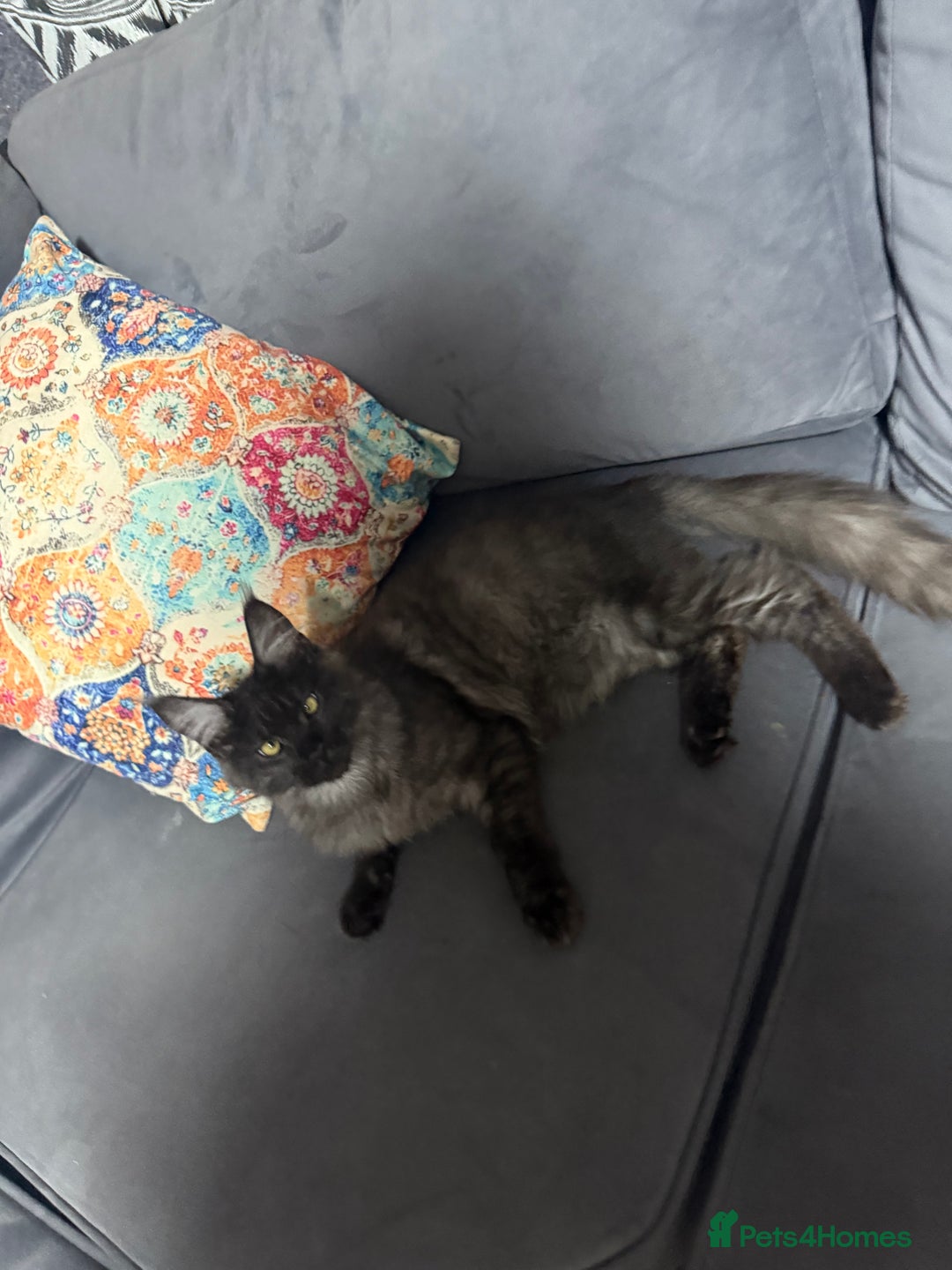 Maine Coon cats for sale: Stunning tica Registered Maine Coon Male  - Image 1