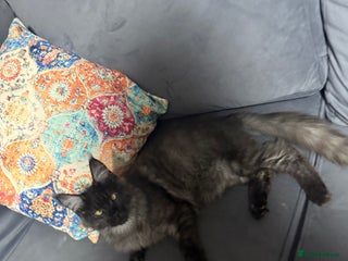 Maine Coon cats - Advert 9