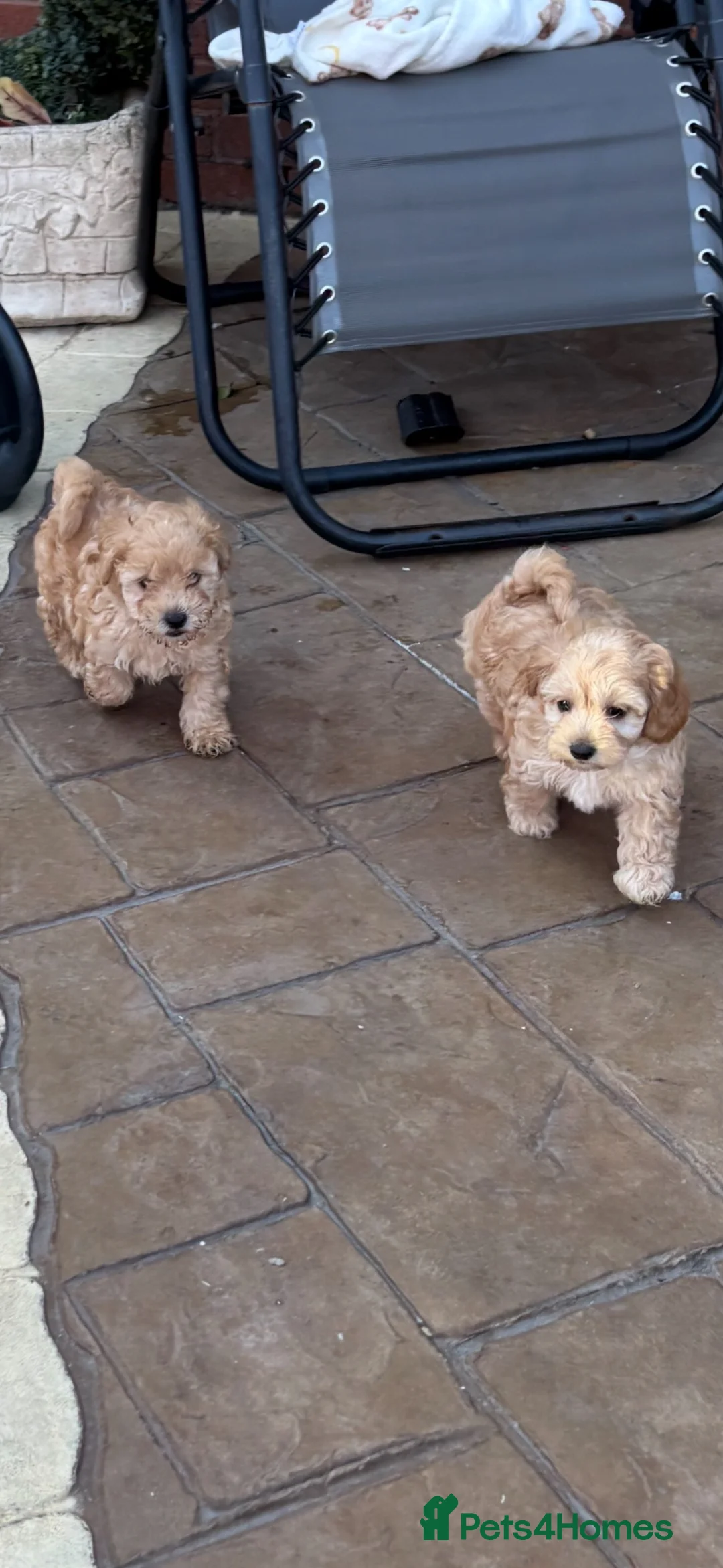 Maltipoo dogs for sale: Maltipoo pups f1b - Advert 2