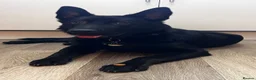 Sheprador dogs for sale: Jet🐾 in Worthing - Advert 1