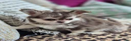 Chihuahua dogs for sale: Amazing Longcoat Apple head Chihuahua Puppies - Advert 27