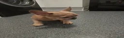 French Bulldog dogs for sale: 4 beautiful French bulldog puppies - Advert 8