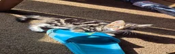 Mixed Breed cats for sale: Tabby Kittens Looking  for Their Forever Homes  - Advert 4