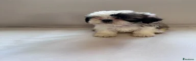 Shih Tzu 3