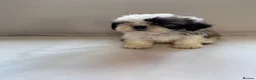 Shih Tzu dogs for sale: Beautiful Shih Tzu Puppies 7 Weeks Old Ready Soon in London - Advert 8