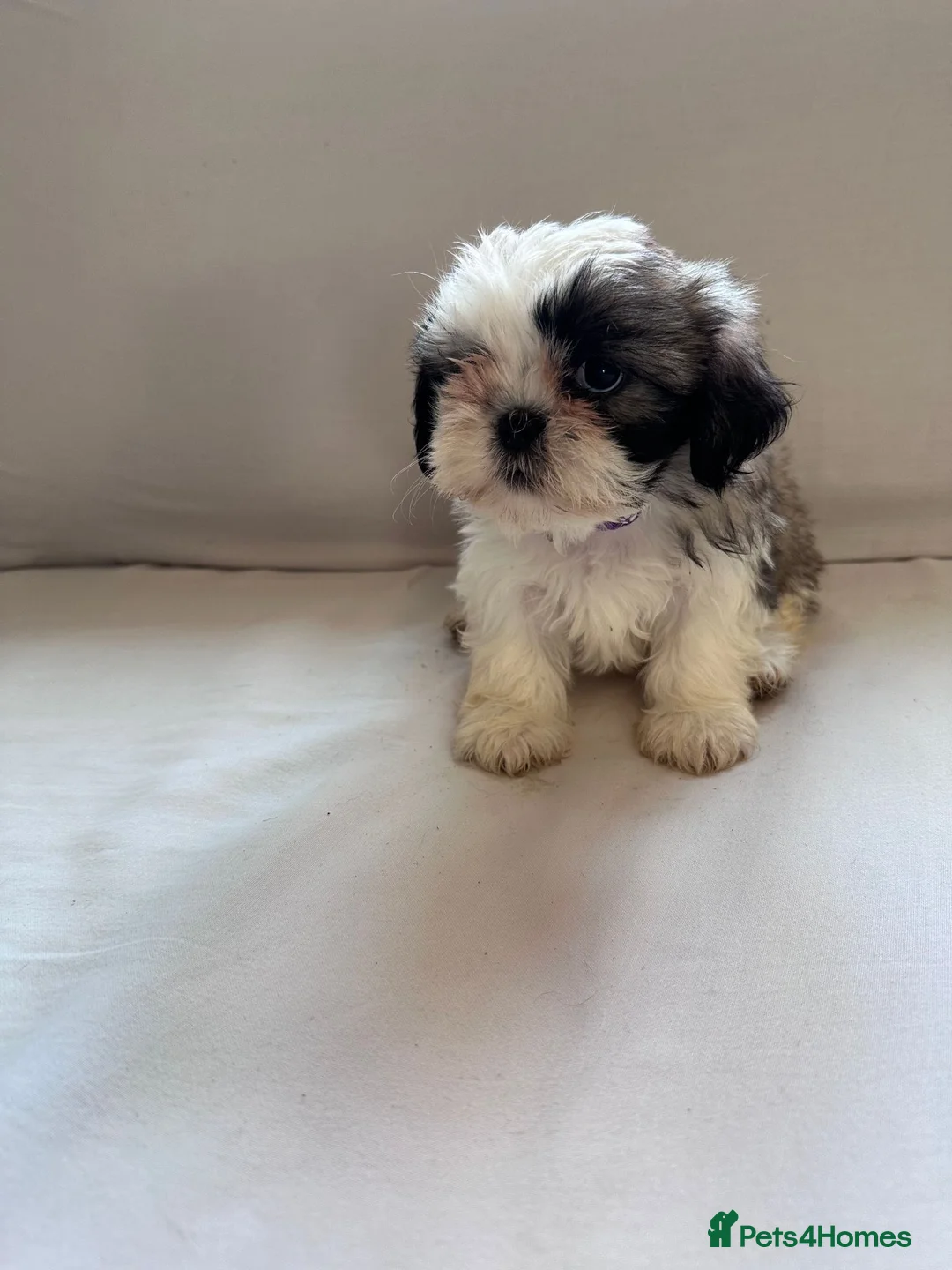 Shih Tzu dogs for sale: Beautiful Shih Tzu Puppies 7 Weeks Old Ready Soon in London - Advert 8