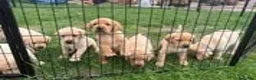Labrador Retriever dogs for sale: Gorgeous KC Registered Labrador puppies - Advert 5