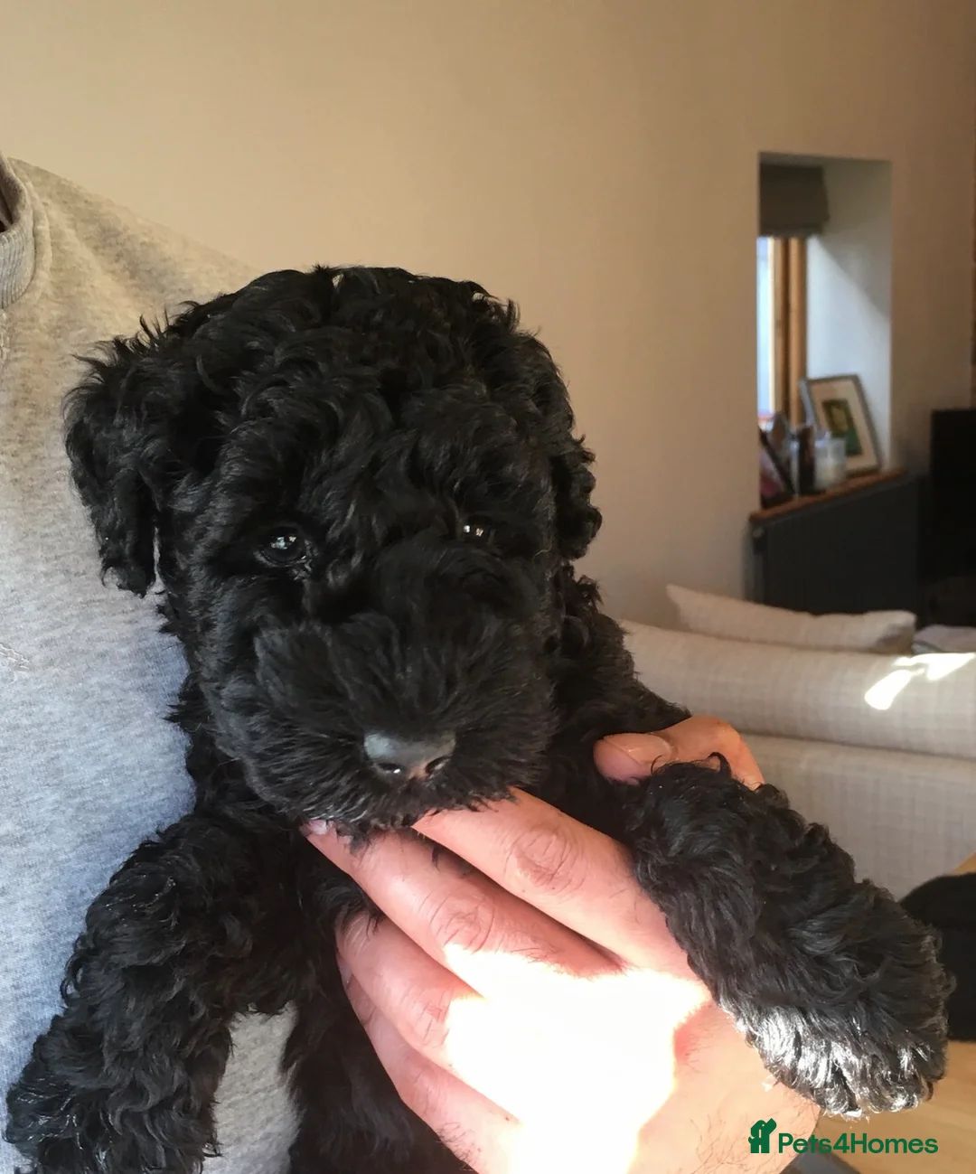 Kerry Blue Terrier dogs for sale: KC registered Kerry blue puppies - Advert 3