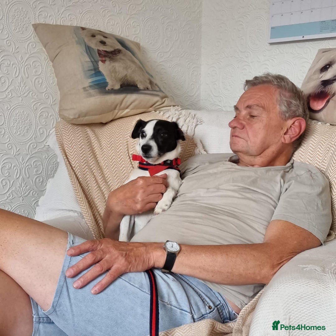 Jack Russell dogs for adoption: Brazen - Fakenham Norfolk  - Image 11
