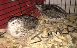 Quail poultry for sale: JAPANESE & JUMBO QUAILS ! - Image 5