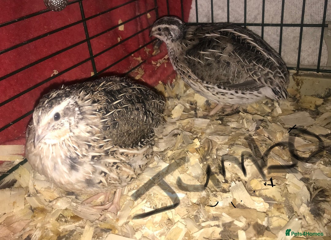 Quail poultry for sale: JAPANESE & JUMBO QUAILS ! - Image 5