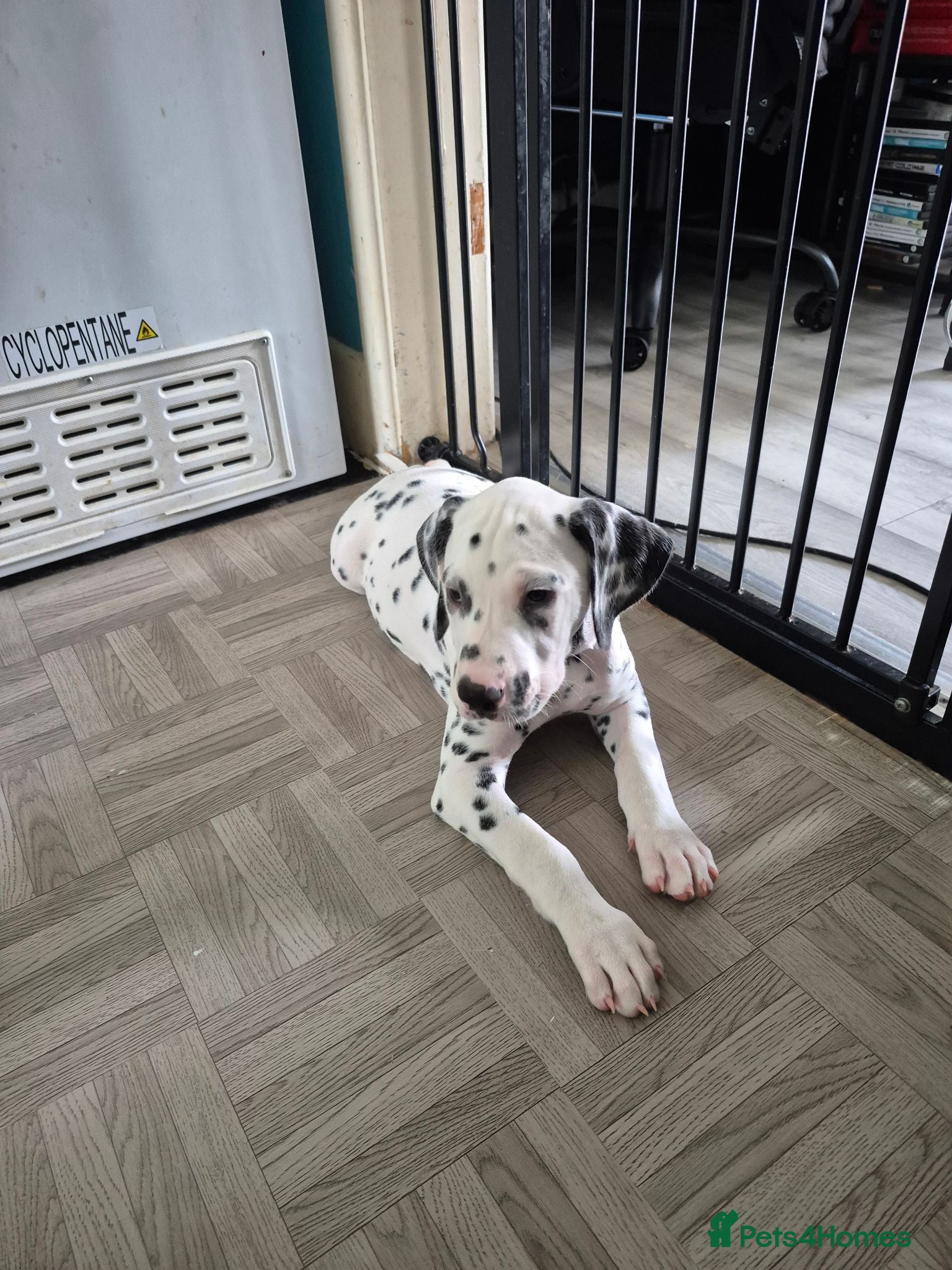 Dalmatian dogs Litter of pure Dalmatian puppies - Advert 5