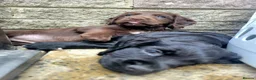 Cocker Spaniel dogs for sale: **2 LEFT** KC Reg Chocolate Working Cocker Spaniel - Advert 9