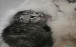Persian cats for sale: Persian x fluffy kittens  - Image 10