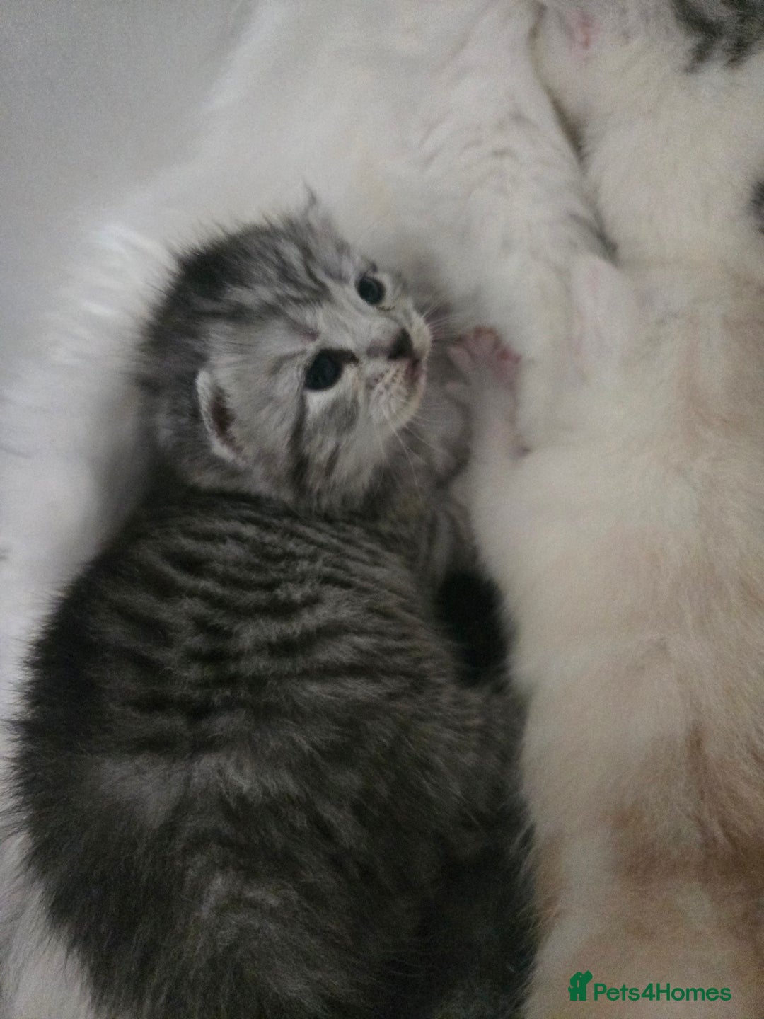 Persian cats for sale: Persian x fluffy kittens  - Image 10