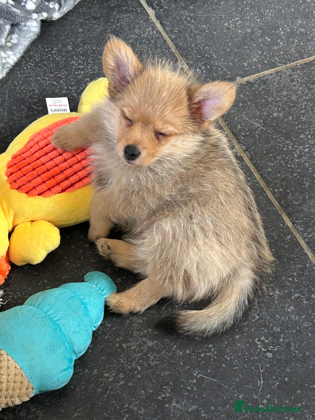 Mixed Breed dogs for sale: X2 Dauchshund/ Pomeranian pups - Image 11