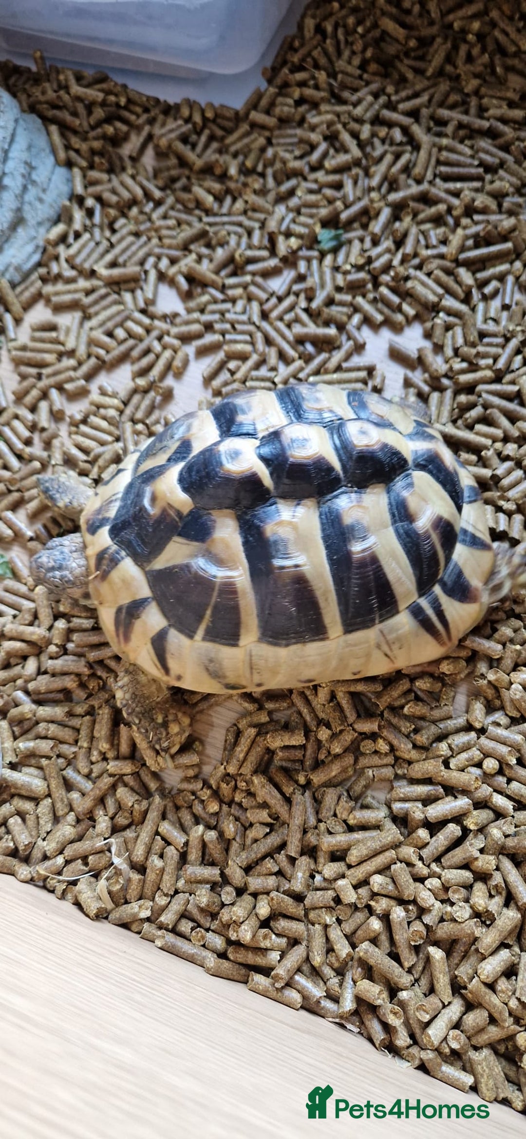 Tortoise reptiles for sale: 2x Hermann tortoise. Male & Female - Image 5